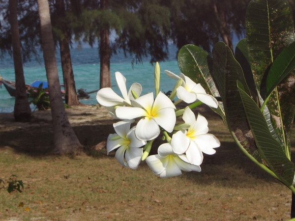 Frangipani with turquoise water in the background