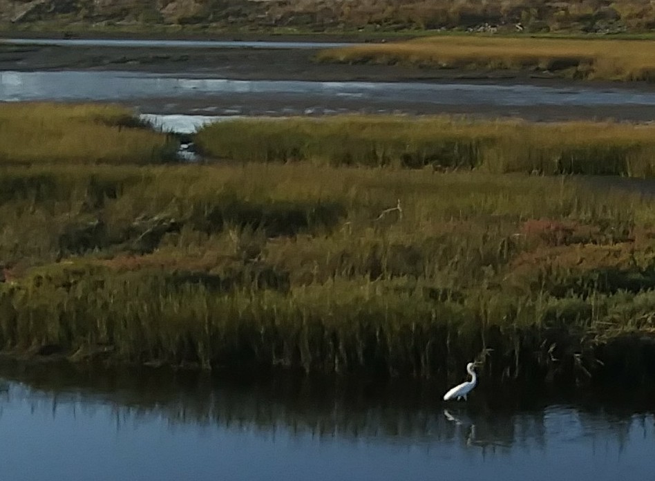 A snowy egret in front of river grasses