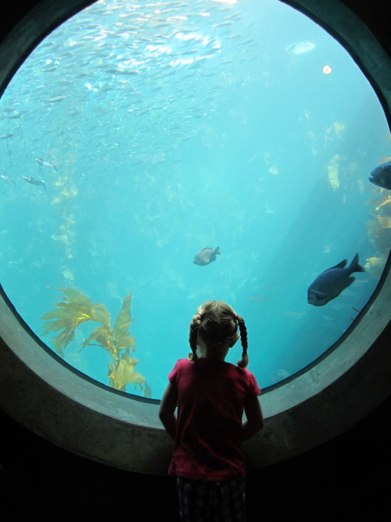 Small girl in pigtail braids standing in front of a large circle aquarium window looking at fish swimming