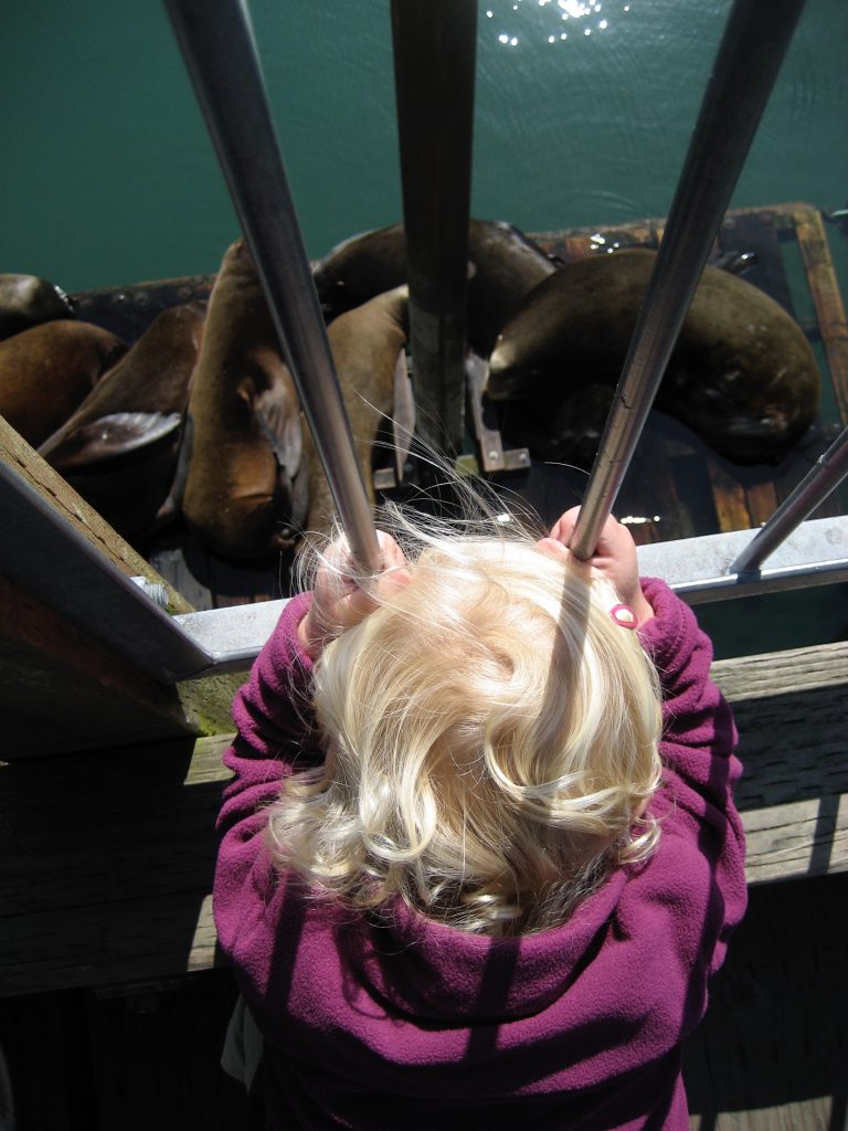 Toddler looks down at seals on a wooden dock