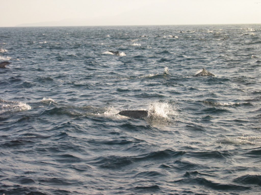 Dolphins playing in the ocean