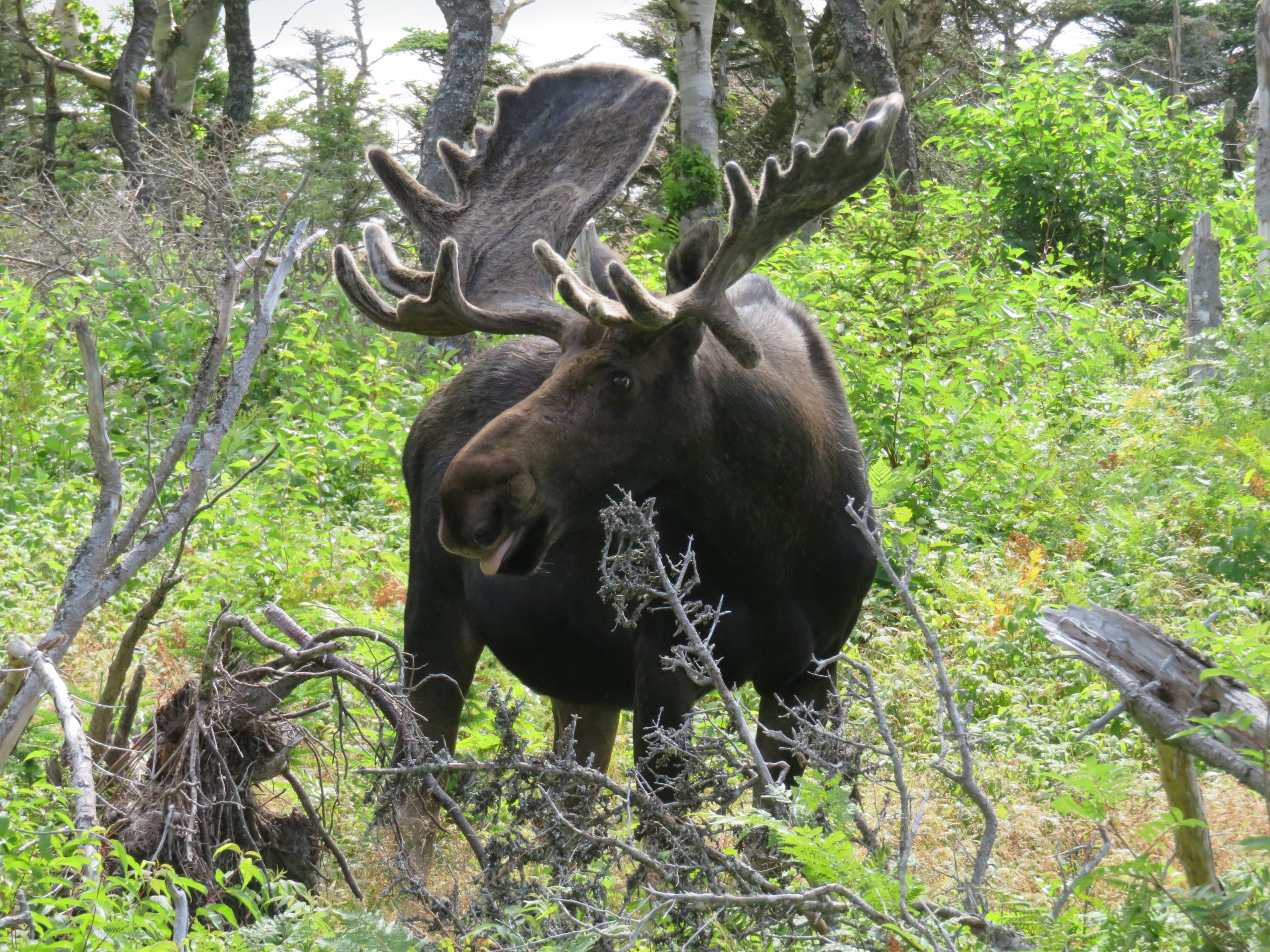 Favorite Animal Encounters Adjusted Latitudes