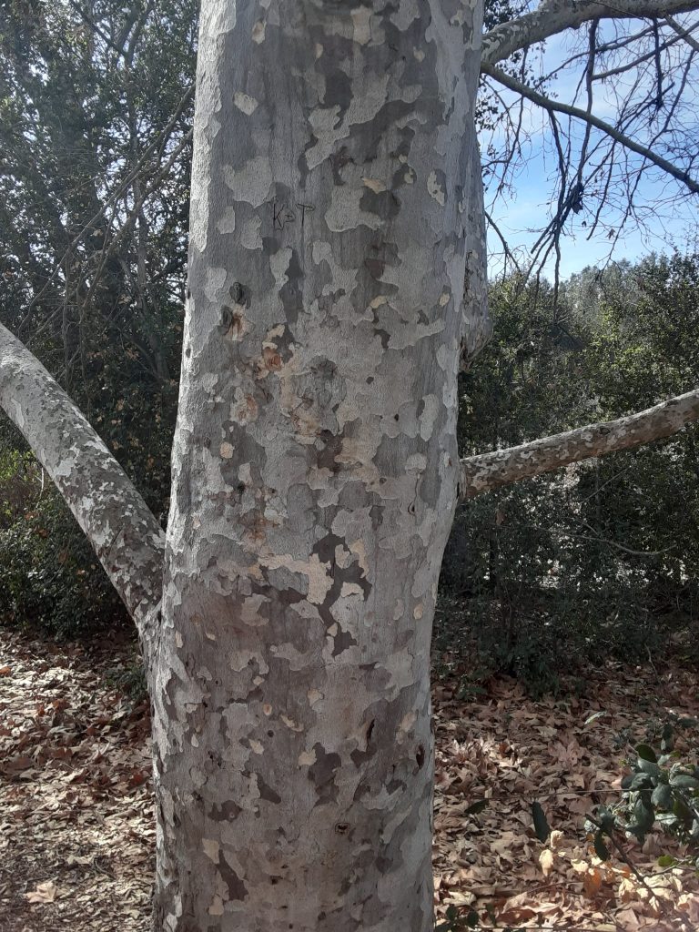 Tree with gray bark and splotches in different shades