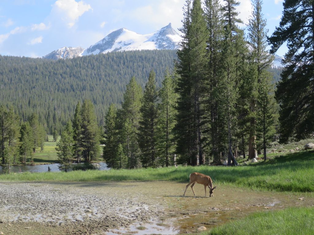 A deer drinking from a shallow pool with trees and snow-capped peaks in the background